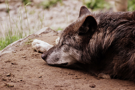 brown and gray wolf lying on brown soil during daytime thumbnail