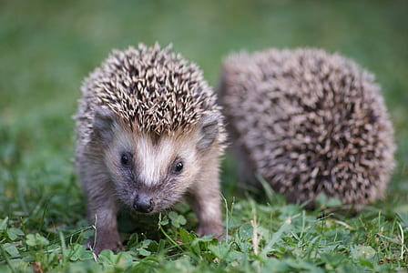 two hedgehogs on green grass field thumbnail