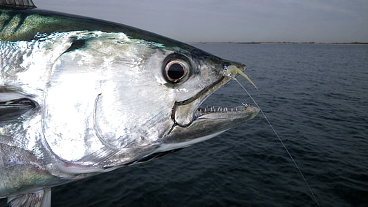 Fish Head Tuna thumbnail
