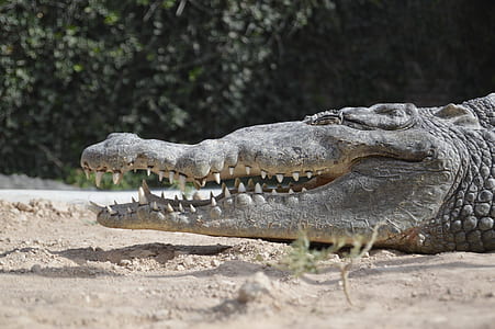 photo of crocodile thumbnail