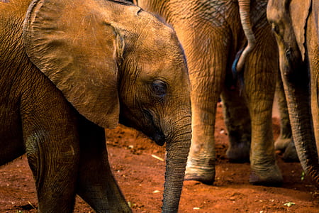 person taking photo of grey elephant thumbnail