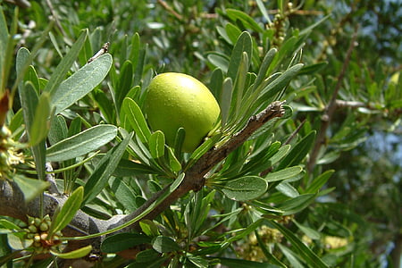 green fruit thumbnail
