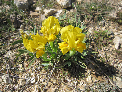 Yellow Iris, Iris Of The Garrigues thumbnail