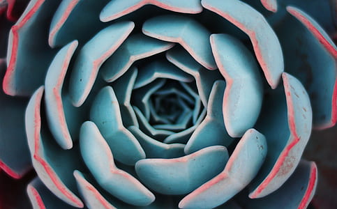 closeup photo of succulent plant thumbnail