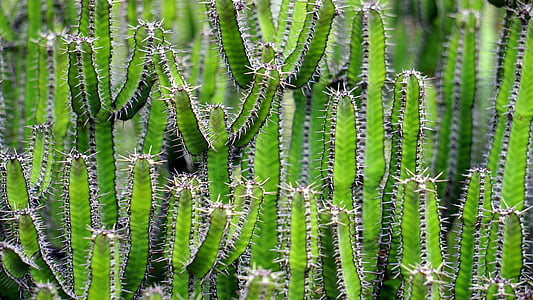 close up photo of cactus plants thumbnail