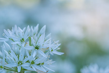 tilt shift lens photography of flower thumbnail