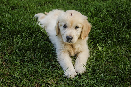 light golden retriever puppy lying on green lawn grass thumbnail