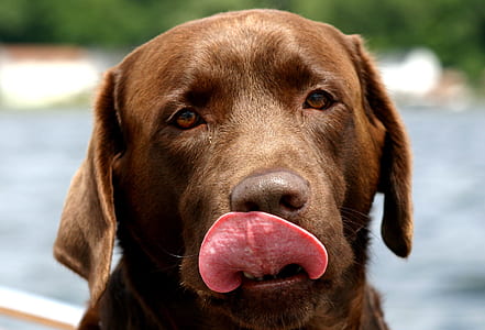 adult chocolate Labrador retriever thumbnail