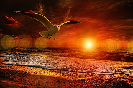 bird flying near seashore thumbnail