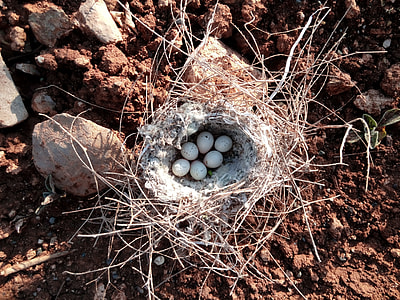 Beautiful Bird Nest Song Bird, Kurdistan thumbnail