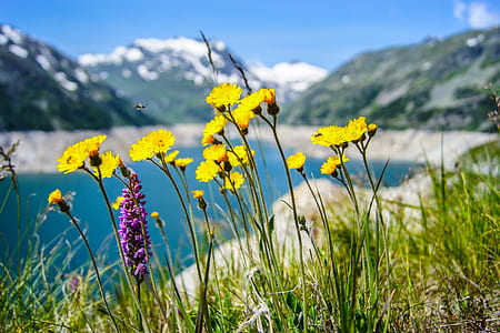 yellow petal flowers under sunny sky thumbnail