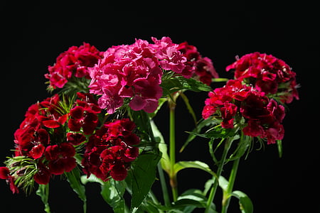 pink and red flowers with green leaf thumbnail