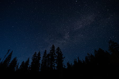 silhouette of trees under stars thumbnail