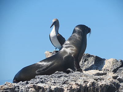 black sea lion beside bird thumbnail