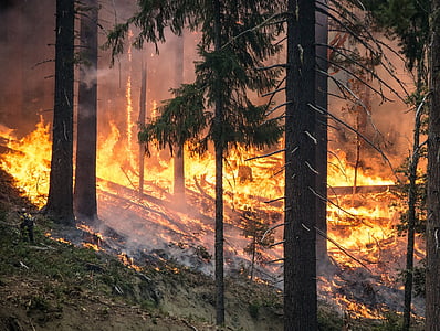 forest fire during daytime thumbnail