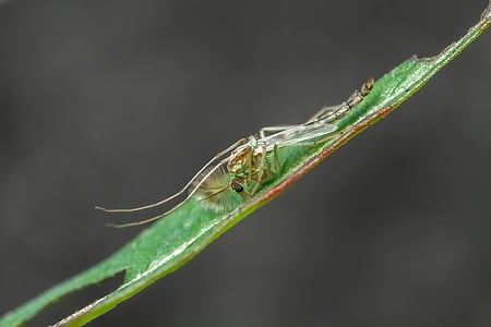 close-up photography of fly on leaf thumbnail