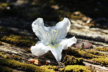 white flower on brown surface with moss thumbnail