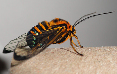 macro photography of bumble bee thumbnail