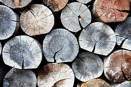 close-up photo of tree log lot thumbnail
