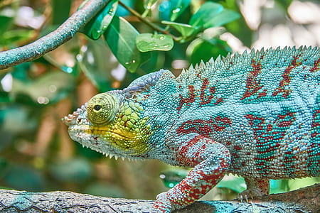 green chameleon standing on brown branch thumbnail