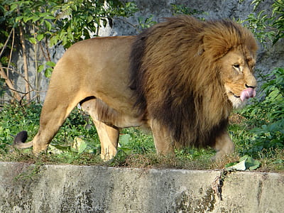 lion standing on concrete wall thumbnail