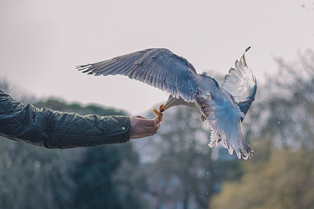 person holding food for white bird thumbnail