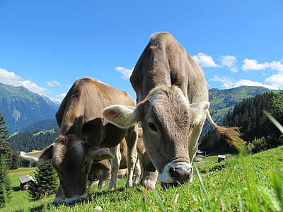 herd of brown cattle on green grass field under blue sky during daytime close-up photography thumbnail