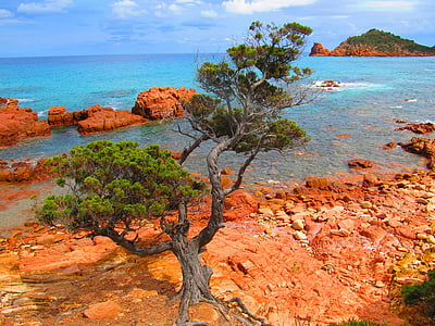 shoreline with tree thumbnail