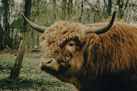yak on forest thumbnail