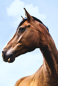brown horse under white and blue sky thumbnail