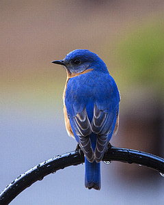 blue and brown short-beak bird thumbnail