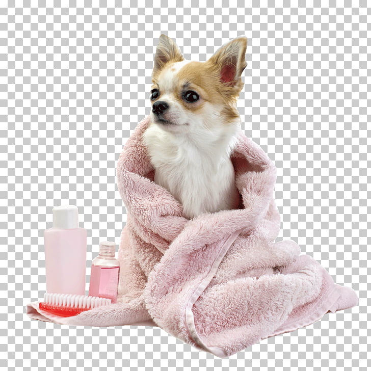 Pug Puppy Cat Dog Grooming Shampoo Groom Adult Tan And White