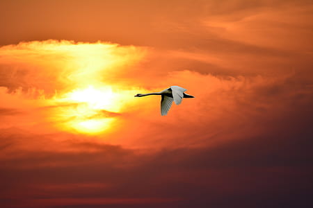 white bird flying during golden hour thumbnail