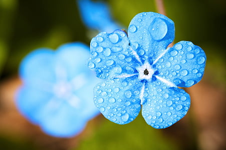 blue petaled flower on bloom thumbnail