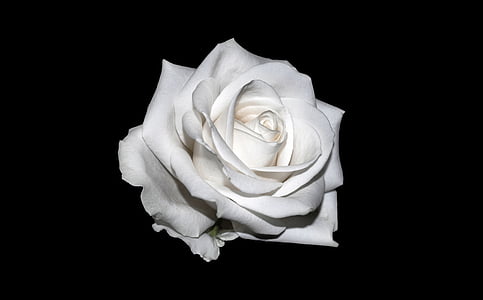 white rose illustration thumbnail