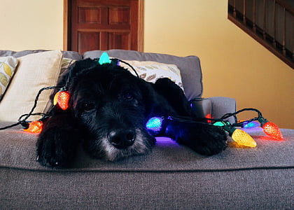 short-coated black puppy lying on gray fabric sofa with assorted-color string lights close-up photo thumbnail