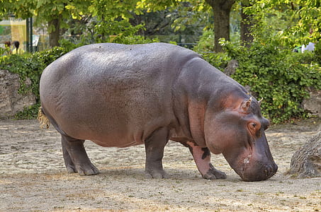 hippo standing near green leaf tree thumbnail