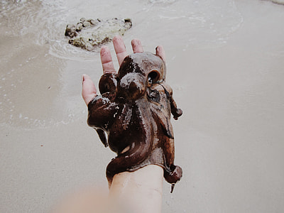 person holding brown octopus during daytime thumbnail
