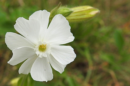 White Lichtnelke, White Nachtnelke thumbnail