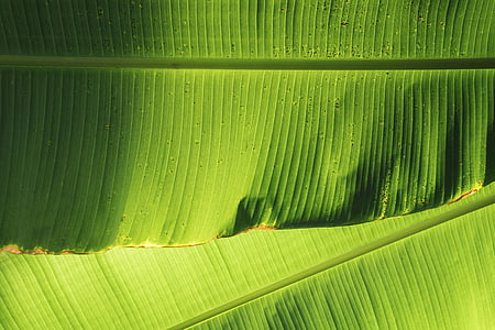 green banana leaves thumbnail