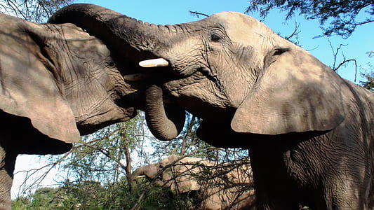 photo of two grey elephants thumbnail