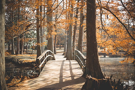 bridge surrounded by trees thumbnail