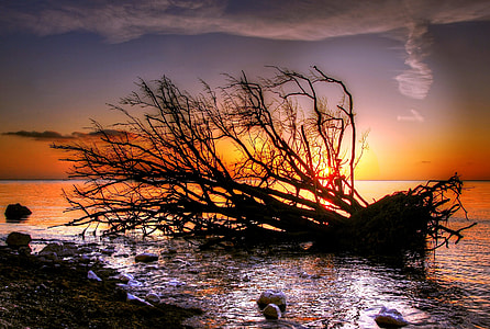 silhouette of driftwood on seashore thumbnail