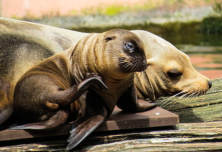 brown seals thumbnail