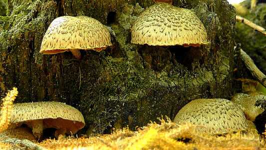 brown mushroom on tree thumbnail