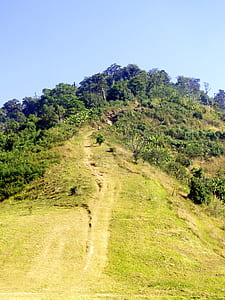nature, forest, trees, mountain thumbnail