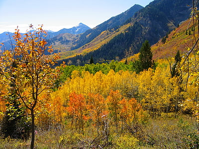 hills surrounded of trees thumbnail