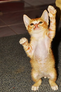 short-furred orange kitten on gray textile thumbnail