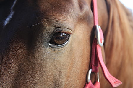 closeup photo of brown horse's eye thumbnail