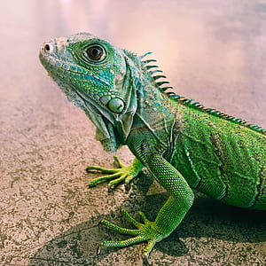 green iguana thumbnail